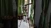 Nautical Marine Navy Brass Floor Standing Telescope With Wooden Tripod Stand 64 Griffith Astro
